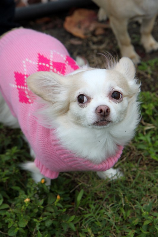 Davis Island Dog Park